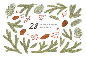 Conifer branches, cones and berries vector illustration set. Pine, spruce, fir tree branches and cones, rowan, rosehip berries. Winter nature botanical elements clipart