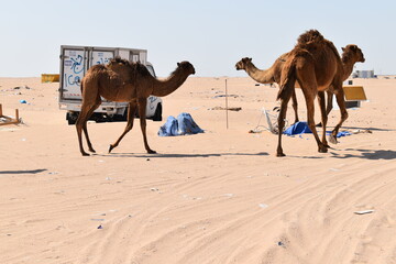 camels in the desert