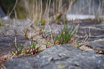 close up of blades of grass growing on a wall