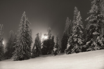High contrast black and white picture of frozen trees standing in deep snow in backlight and fog a winter evening