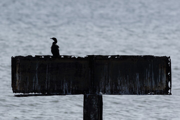 The little cormorant in the evening