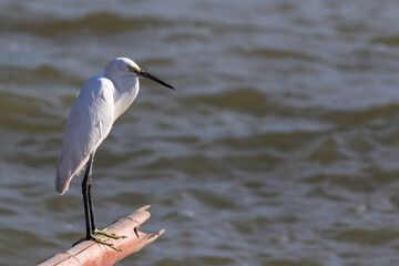 The Little Egret in the evening