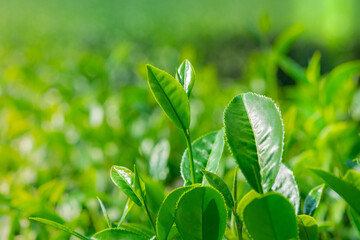 Beautiful Oolong Tea Leaves in tea plantation field