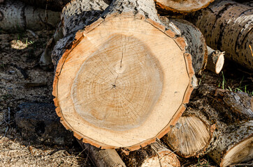 Thick logs of felled trees with annual rings.
