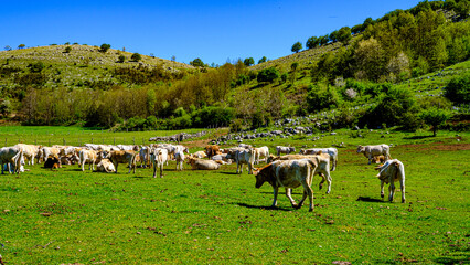 grazing cows in the green. Cilento National Park, Campania, Italy.