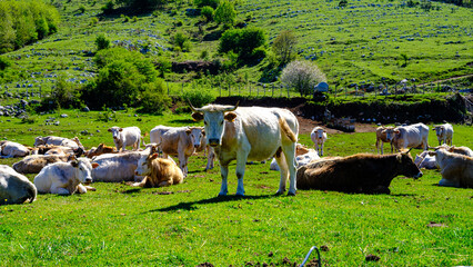 grazing cows in the green. Cilento National Park, Campania, Italy.