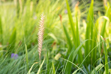 Beautiful white fountain grass plant with golden sunset in the evening. Green nature background.