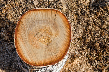 A birch stump stands on the ground.