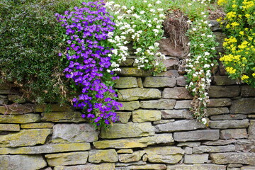 yellow white purple flowers on an old wall