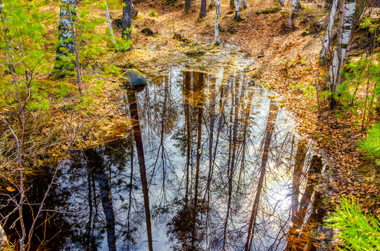 Reflection of trees in meltwater in the forest in spring.