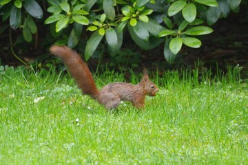 Eichhörnchen