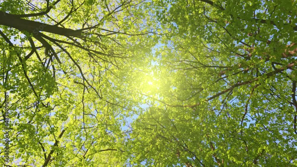Aufkleber Walk in park or forest with your head up. Bottom up view of spring green foliage of trees with afternoon sun. Spring nature background, UHD, 4K
