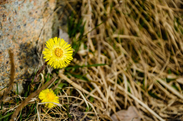 Yellow dandelion flowers in the spring in the grass.