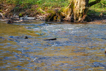 a rushing forest stream at high tide with driftwood on a sun-drenched bank