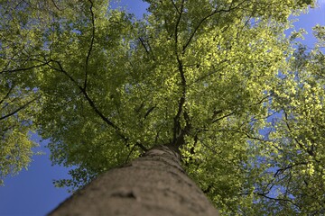 low angle view along the tree trunk of a beech tree with green leaves on the treetop, focus on treetop