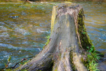old sawn-off tree trunk without bark and overgrown with moss stands in a forest stream reflecting sunlight - obrazy, fototapety, plakaty