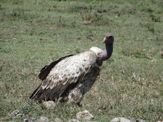 Taken in Tanzania Africa on Safari February 2015