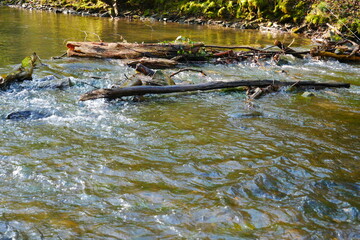dam of a forest stream made of large old tree trunks