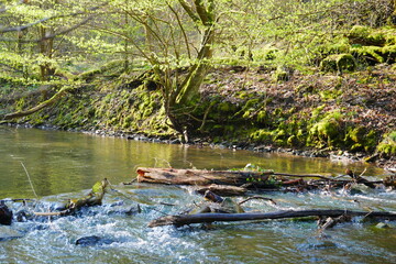 Natural spring forest in the nature reserve with a green shimmering forest stream with a small waterfall