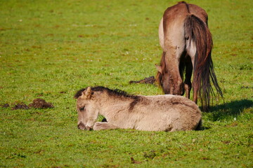 Naklejka na ściany i meble a wild horse foal lies in front of its mother on the green meadow tarpan Equus ferus ferus