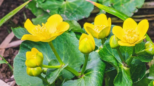 Closeup of Spring marsh marigold flowers caltha palustris bloom fast in swamp bog Growing Time lapse