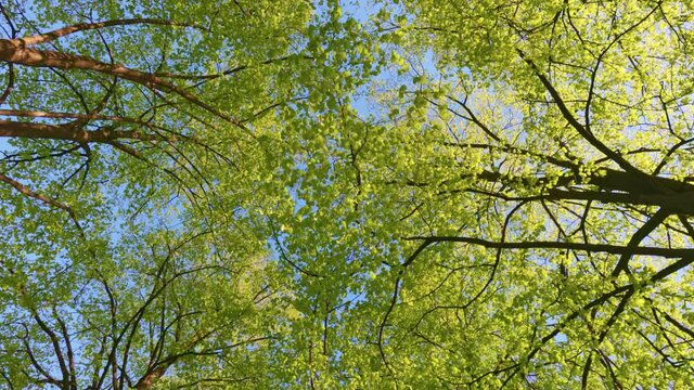 Bottom up view of spring green foliage of trees in park or forest against the blue sky. Lush foliage of spring trees. Walk in the city park on sunny day. Green nature background. Gimbal shot, UHD, 4K