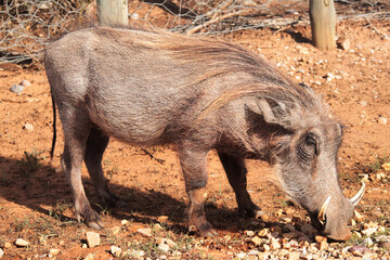 Fototapeta premium warthog in the wild