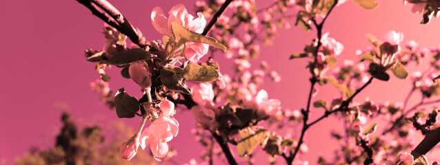 Abstract pink apple branch with flowers wallpaper