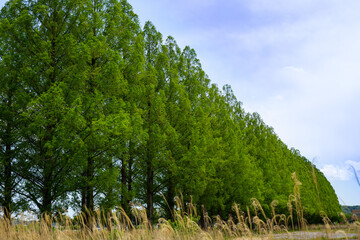 旧秋川高校メタセコイア並木