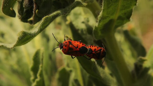 firebugs on the grass.
firebug mating in spring in garden.
This insect is also called a red and black striped stink bug or red bug with black dots.
bugs, insects, animal, animals.
wild nature, woods