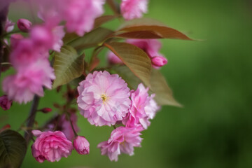Sakura close-up on a branch on a blurry green background with copy space. Beautiful spring pink background of flowers.