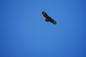 Buteo buteo Accipitridae a buzzard sails in the sunlight under a cloudless blue sky