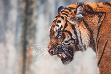 Sumatran tiger