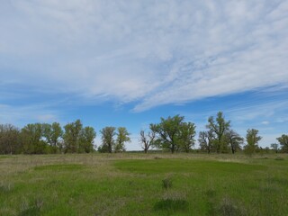 landscape with trees and clouds, landscape, sky, grass, nature, field, green, meadow, summer, tree, blue, clouds, trees, forest, cloud, rural, spring, countryside, horizon, country, sunny, outdoors, s