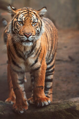 Sumatran tiger