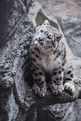 Obraz premium Snow leopard