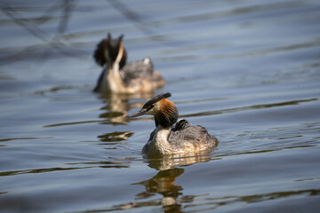 Great crested grebe with young