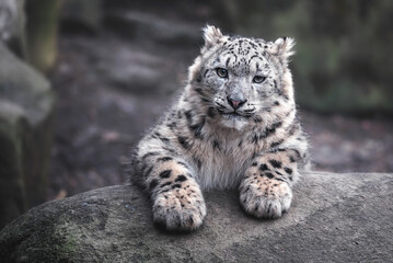 Snow leopard - obrazy, fototapety, plakaty