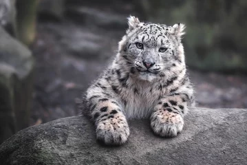 Selbstklebende Fototapeten Snow leopard © Sangur