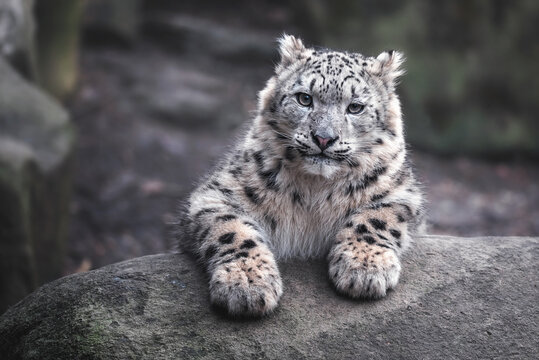 Snow Leopard Planet Zoo Wiki Fandom [ 450 x 360 Pixel ]