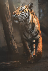 Sumatran tiger