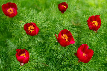 Netzblatt-Pfingstrose Paeonia tenuifolia rot Blütenblätter Blume gelb Staubgefäße Pollen...