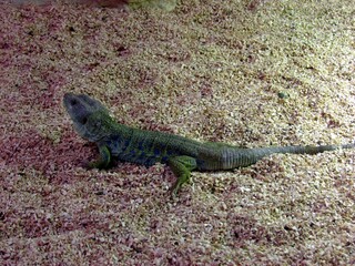 reptiles