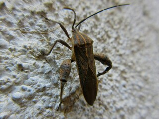 Closeup of Leaf-footed bug, Coreidae is a large family of predominantly sap-suckling insects in the Hemipteran suborder Heteroptera.