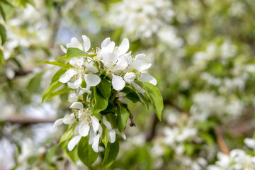 Delicate spring cherry blossom on a tree branch, closeup, selective focus