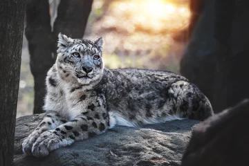 Fotobehang Snow leopard © Sangur