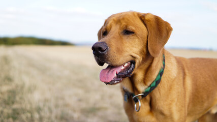 Head of a happy labrador 