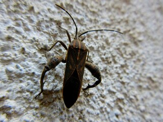 Closeup of Leaf-footed bug, Coreidae is a large family of predominantly sap-suckling insects in the Hemipteran suborder Heteroptera.