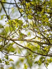 Moineau posé sur une branche