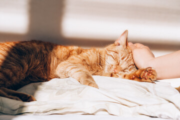 Cute ginger cat sleeps on the bed